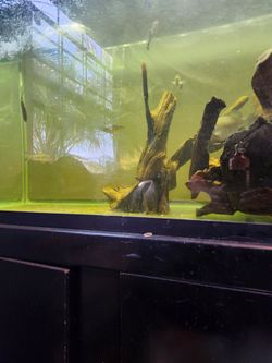 150 gallon fish tank
