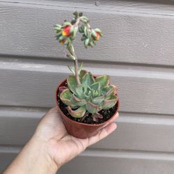 4” echeveria goochie 