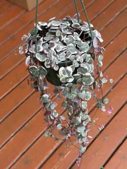 Variegated string of hearts