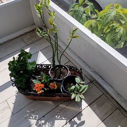 4 Real Plants  With Basquet $30