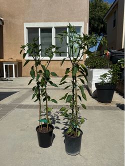 2x Chile Mirasol 🌶️ chili pepper tree