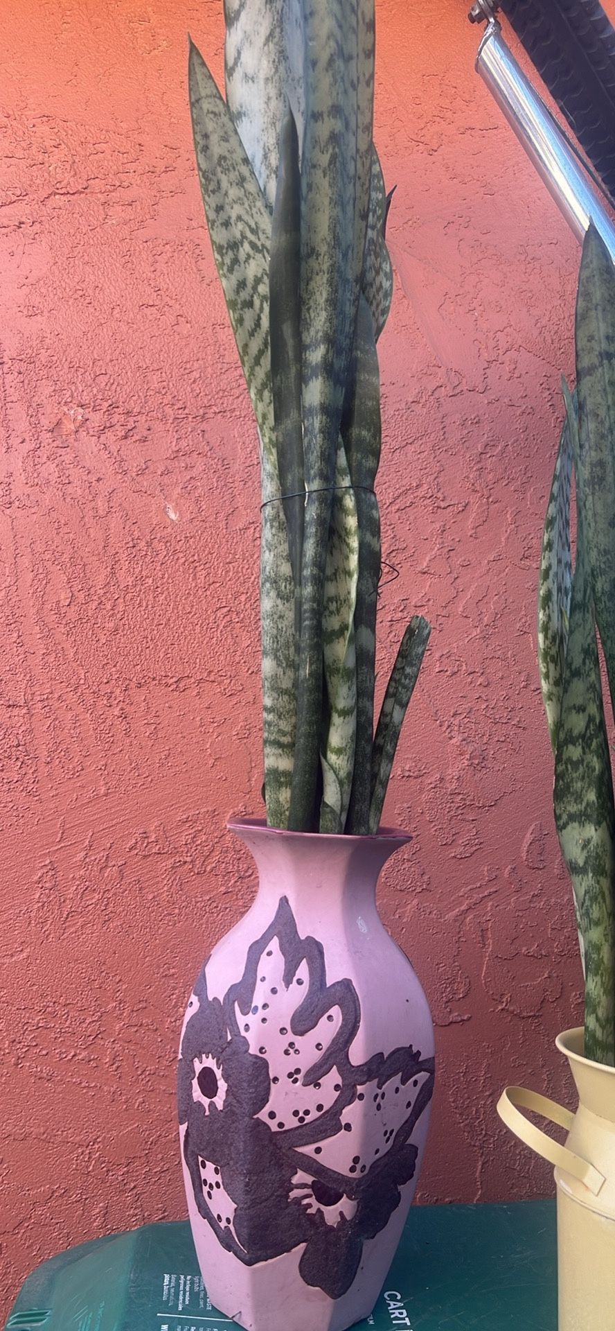 Snake Plants En Maceta De Cerámica .