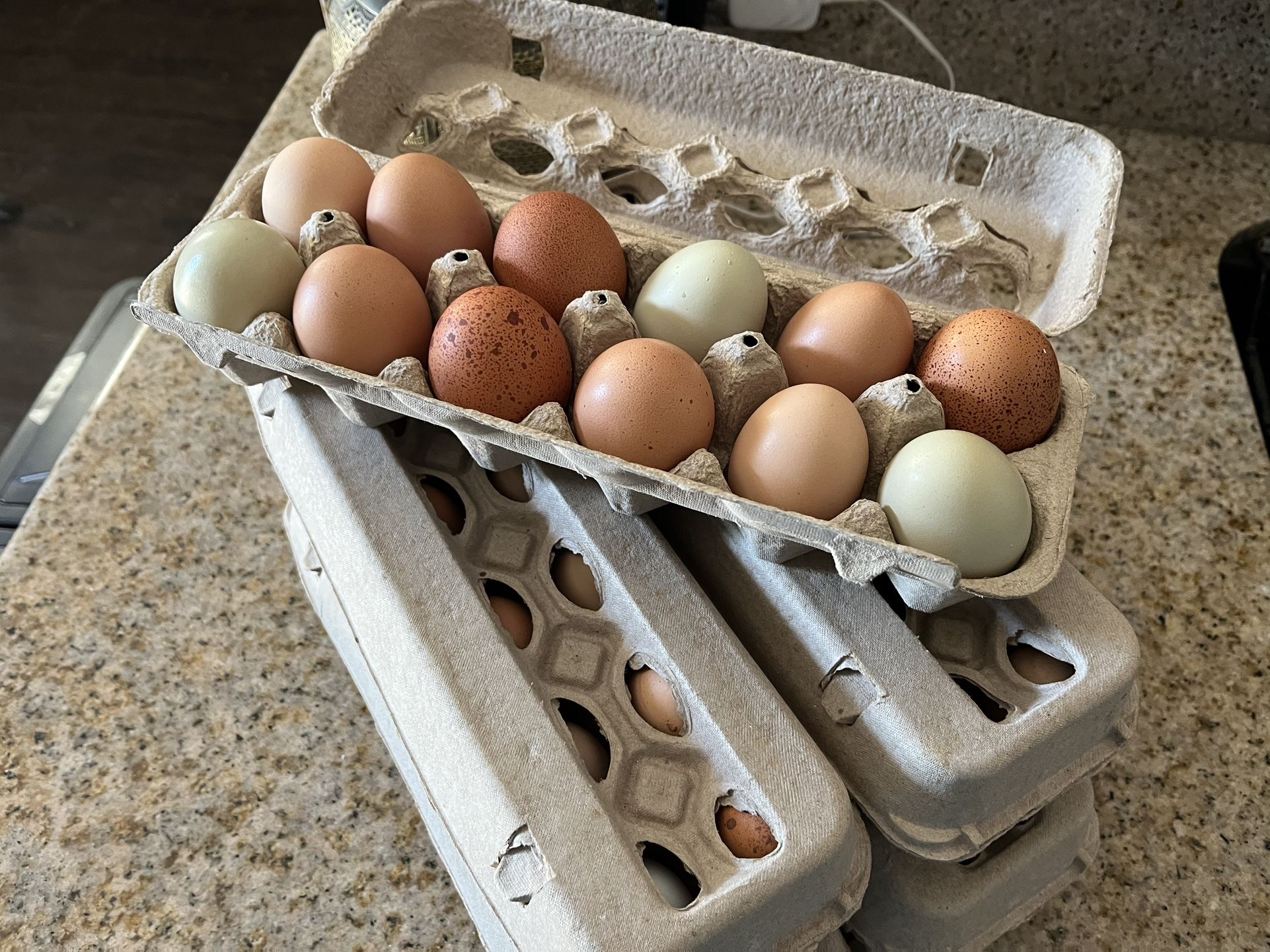 Backyard Fresh Eggs