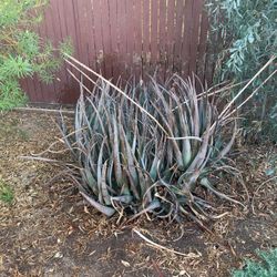 Planta Sabilia -Aloe Vera súper grande tú la recoges en Calexico 92231
