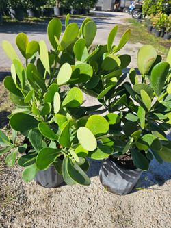 Clusias  and podocarpus Instant privacy hedge for fence