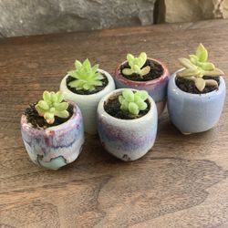 5 Mini Planters With Five Mini Succulents 