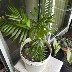 Palm Plant