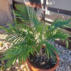 Beautiful Palm