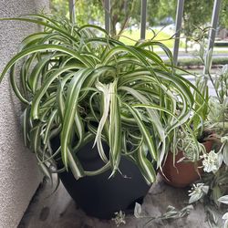 Houseplants - Moving Sale