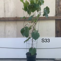 S33 - Kyoho Grapes Vines Tree 巨峯葡萄樹