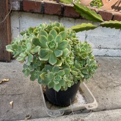 6in Pot Aeonium Haworthii Succulent Plant 