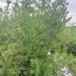 Podocarpus Privacy Plant 15g Full 