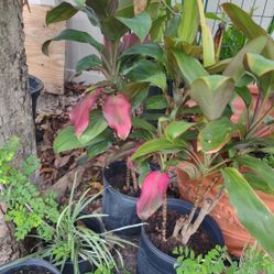 Ti  Plants -price For Each