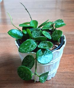 Live Beautiful Hoya Indoor Houseplants With 4 inch nursery and Plastic Pot $11