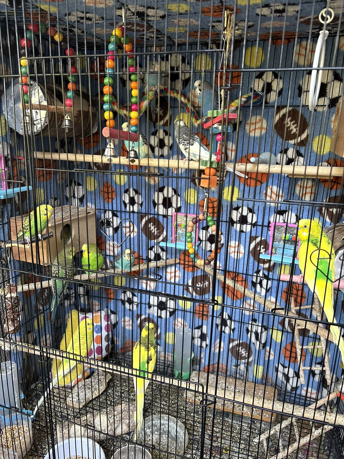 Birds