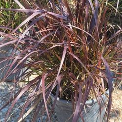 fountain grass