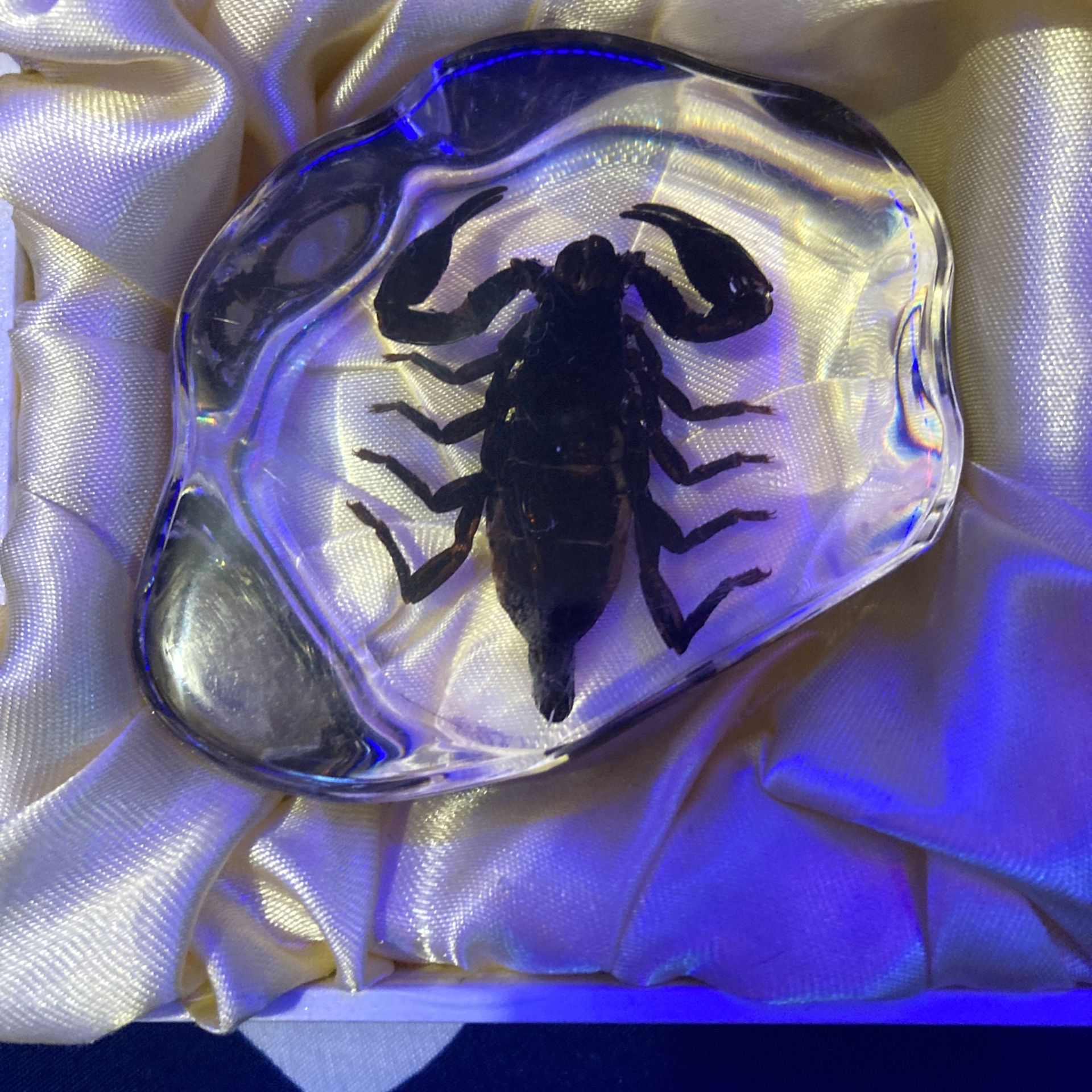 Real Scorpion In Glass