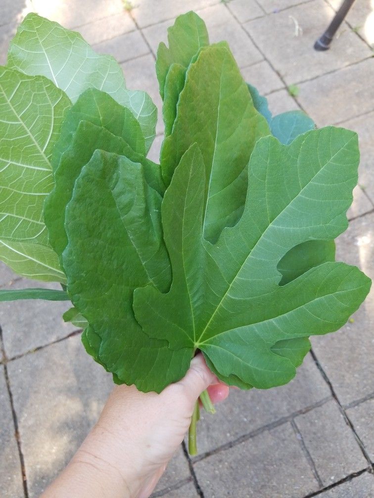 Fresh Fig leaves 10 Leaves