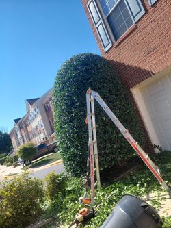 Holly trees pruning 🌳🍂🌳