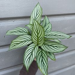 4” Calathea Vittata