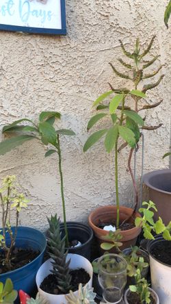Avocado Tree’s