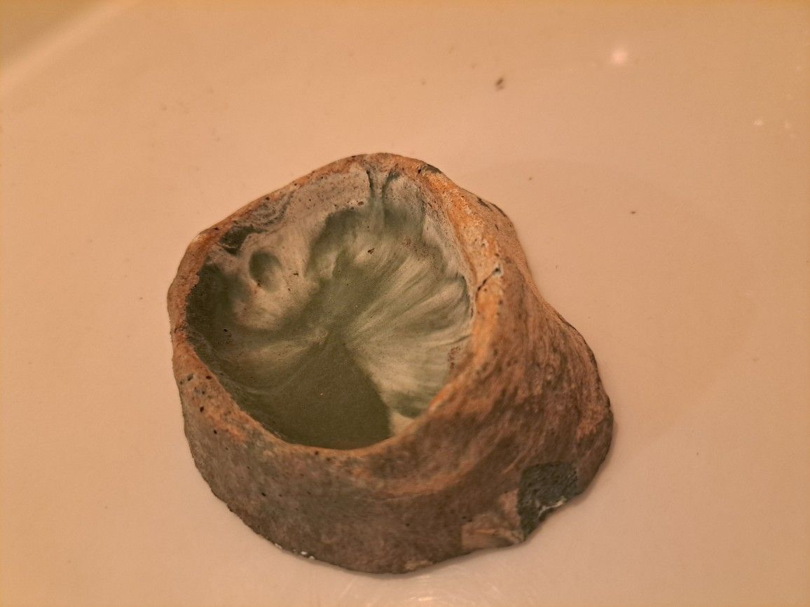 Lizard Feeding Bowl
