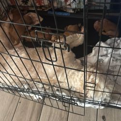 Goldendoodle Dog Crate