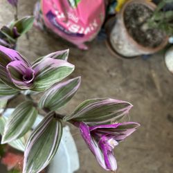 Planta