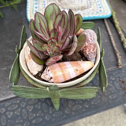 Succulent On Butterfly Pot