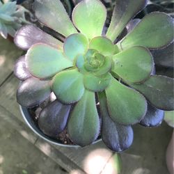 Potted Echeverría 