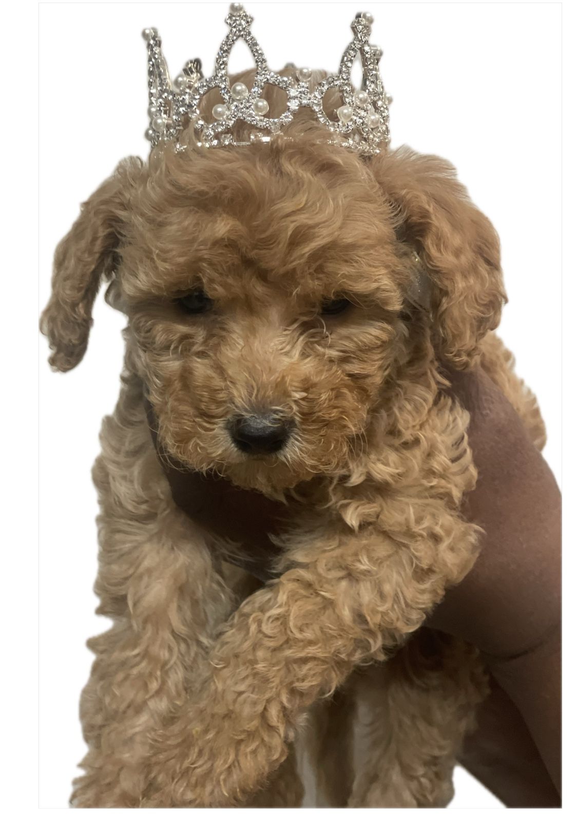 Pet Rhinestone Tiarra