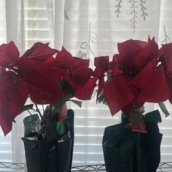 Red poinsettias