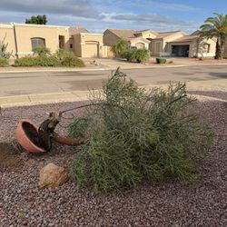 Free Fire Stick Plant 