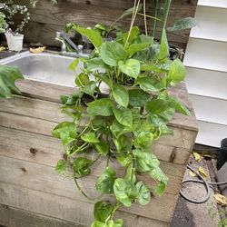 See description***6” pot full/lush/trailing global green pothos, 95820 (exact plant)