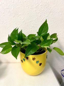 Pathos Plant 🪴