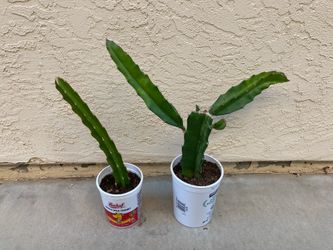 Red Dragon Dragon Fruit Plant, Fully Rooted, Sweet Red Fleshed Fruit