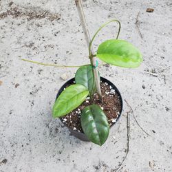 Hoya Fungii 