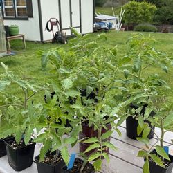 Tomato Plants 