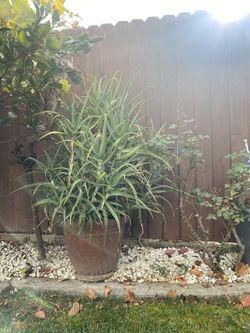Large Aloe Plants