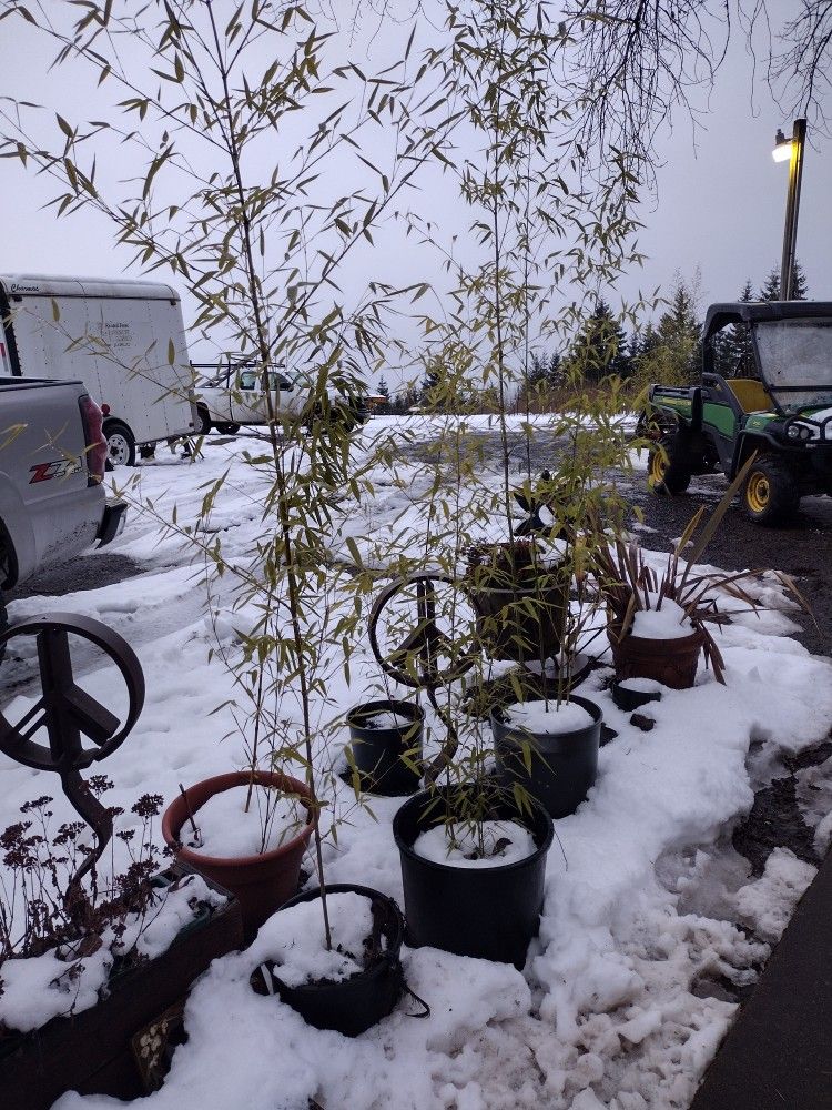 Bamboo Plants 