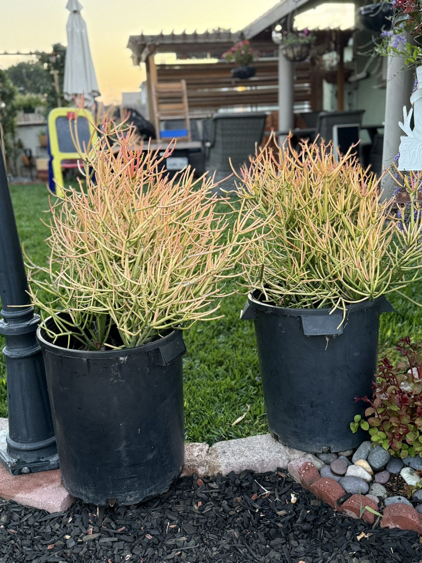 Plants Succulents Great Prices Different Prices