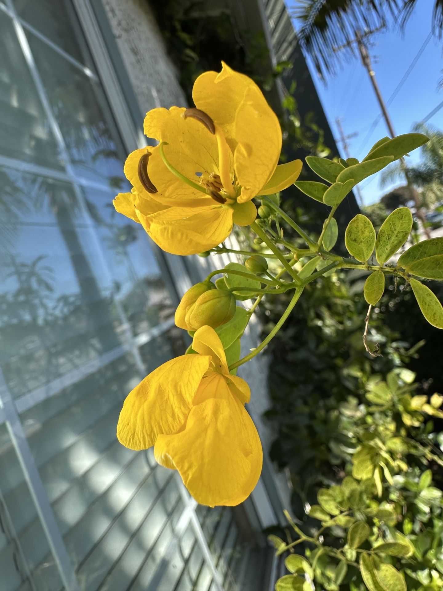 Cassia bicapsularis