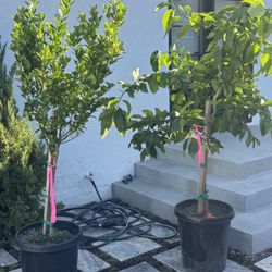 XL 15 G Eureka Lemon 🍋 