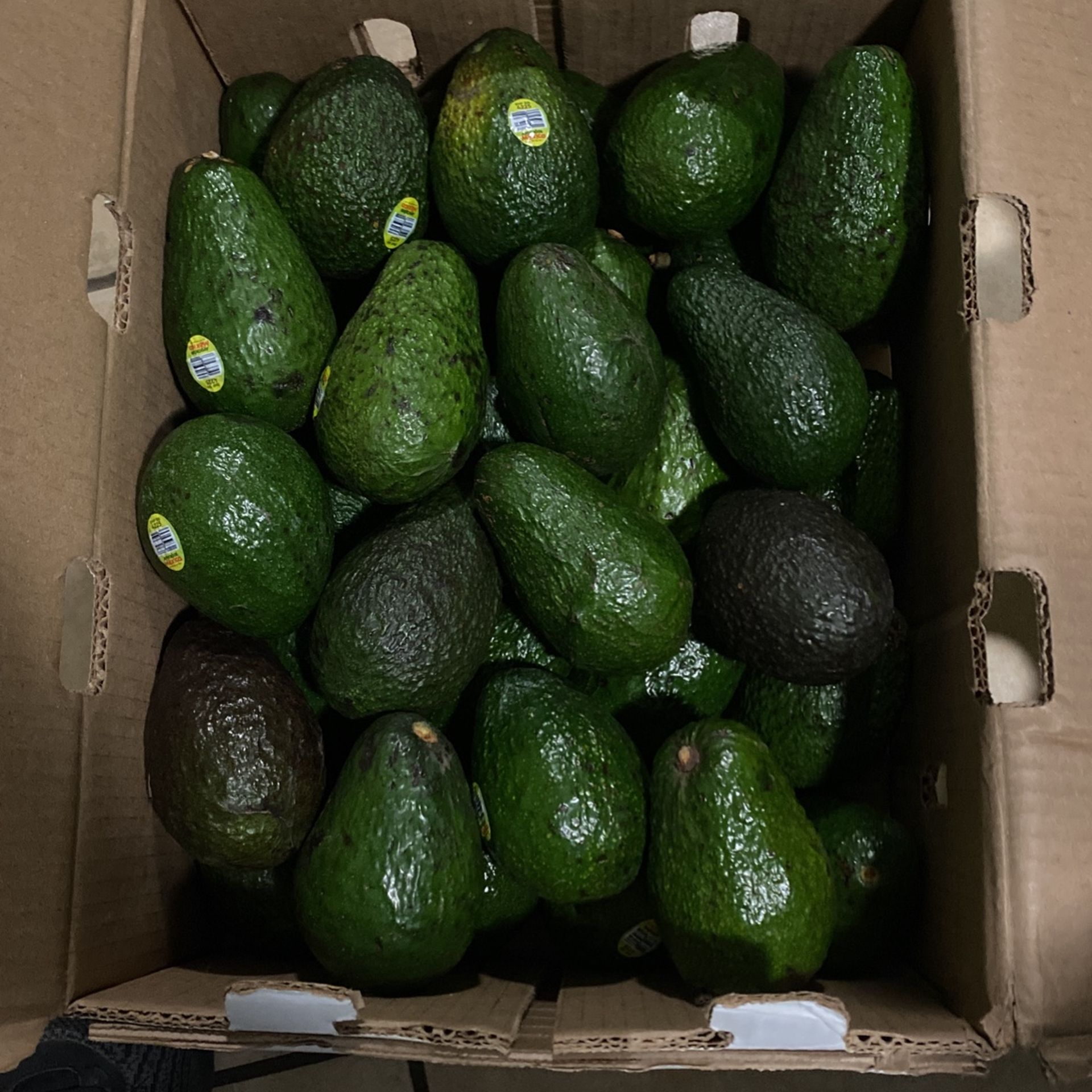 Fresh Hass Avocado/Aguacate About 48pcs