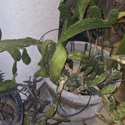 Cactus