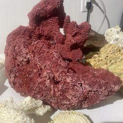 Assorted pieces of saltwater coral