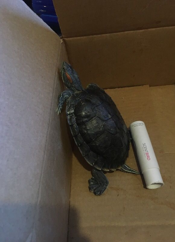 Red Eared slider Turtle for sale