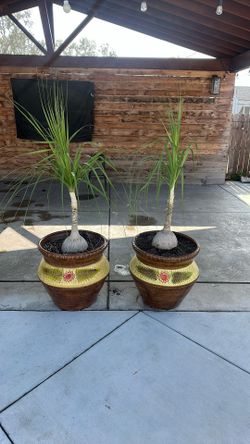 PATA De Elefante Plant