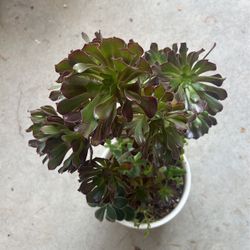 Beautiful Arrangement Of Succulents 