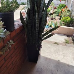 Planta Lengua De Suegra  Snake Plant